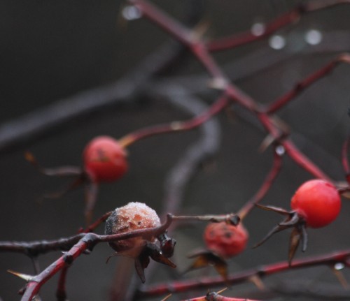 Rose Hips Emerging from Frost